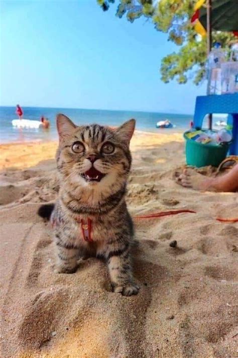 Cat Goes To The Beach For The First Time And Cant Stop Smiling About