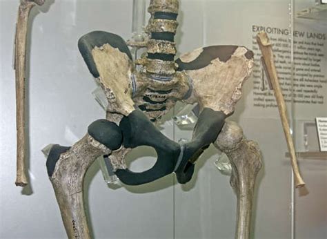 Luckily for paleoanthropologists, the turkana boy lived in a region of active volcanoes whose deposits can be dated. Homo erectus - Homo ergaster