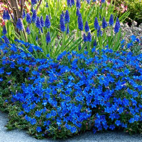 Lithospermum Diffusa Heavenly Blue Blue Flowering Plants Shade