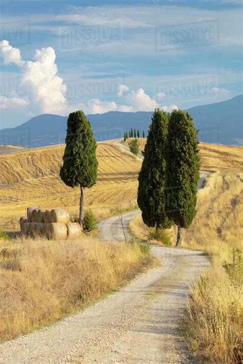 Cypress Trees And Fields In The Afternoon Sun At Agriturismo Terrapille