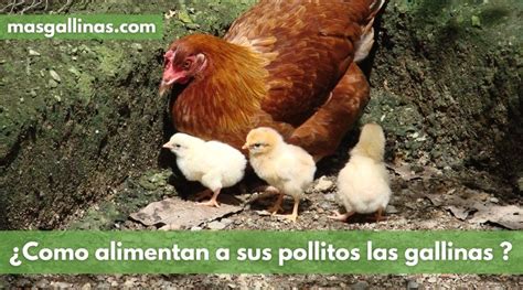 La Gallina Y Sus Pollitos Granja La Cabana Como Mama Gallina Cuidando