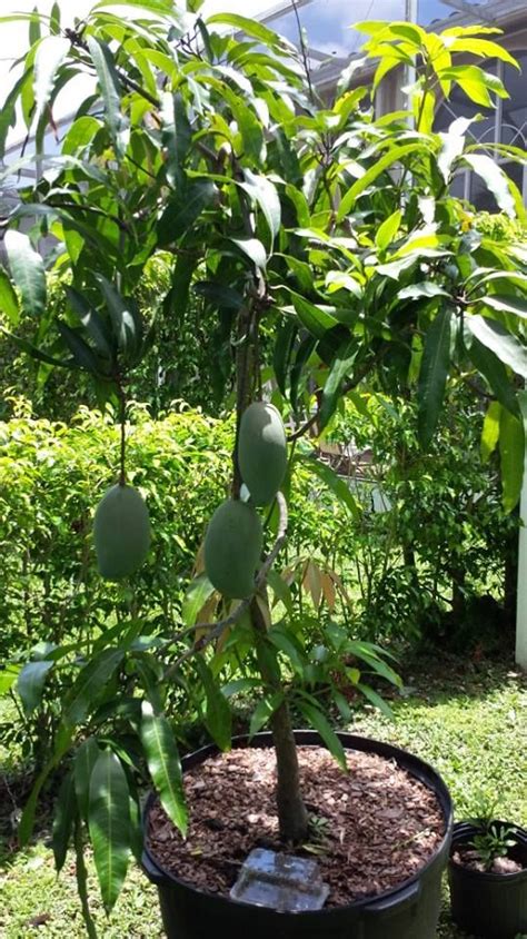 51 Best Images About Growing Tropical Fruit In Containers