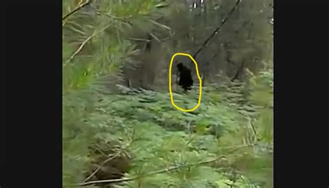 Rmso Bigfoot Michigan Fisherman Captures Bigfoot On Video