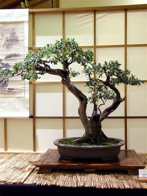 How To Take Care Of A Bonsai Tree Inside Charisse Holly