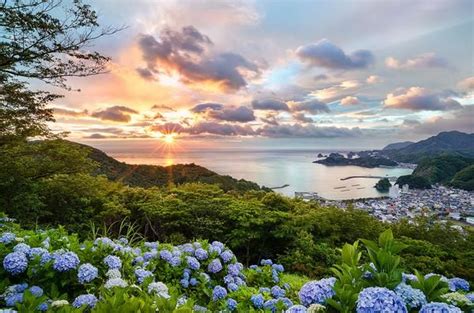 Hydrangea Flowers Matsuzaki Izu Peninsula Shizuoka Japan