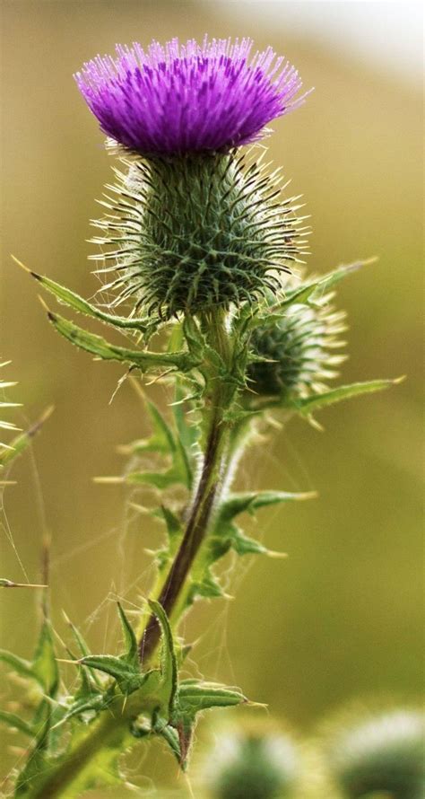 Thistle | Thistle flower, Purple flowers, Tall purple flowers