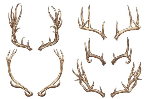 Deer antlers collection. | Antler drawing, Antler illustration, Antler art drawing