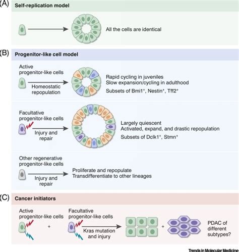 Adult Pancreatic Acinar Progenitor Like Populations In Regeneration And