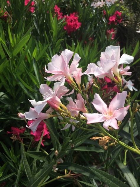 The Profile Of The Deadly Beauty Oleander Plant
