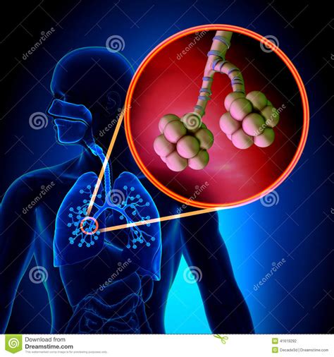 Lungs Alveoli - Human Respiratory System Anatomy Stock Illustration