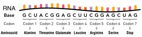 Difference Between Genetic Code and Codon | Genetic Code ...