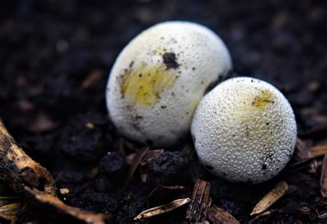 Maybe you would like to learn more about one of these? Creature Feature: Puffball Mushroom - Raritan Headwaters
