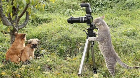 Wild Photographers 20 Curious Animals With Cameras Page