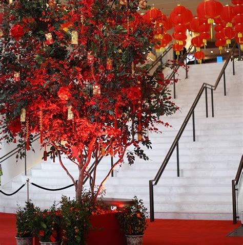 Red Cherry Blossom Tree And Red Lanterns Chinese New Year Greenscape