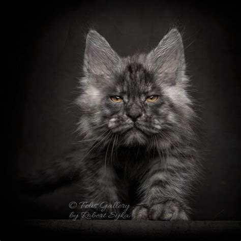Hence your problem with rodents will definitely fade away once. Full Grown Maine Coon Cat Black And White