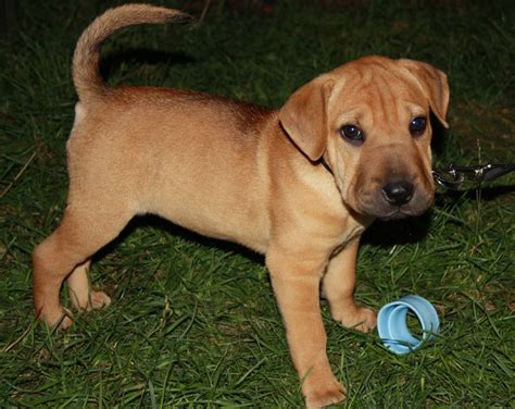 The shar pei lab mix, or lab pei, is a cross between two very different dogs. Sharp Eagle (Shar Pei X Beagle Mix), Info, Temperament, Puppies, Pictures