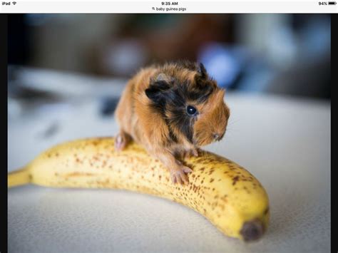 Pin on Guinea Pigs 2