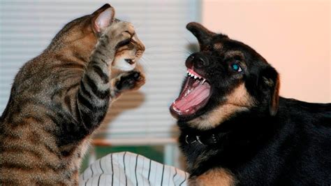 Funny Cats And Dogs Part 7 Funny Cats Vs Dogs Funny Animals