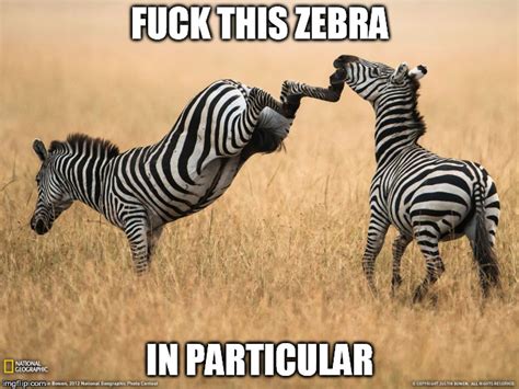 Image Tagged In Zebra Imgflip
