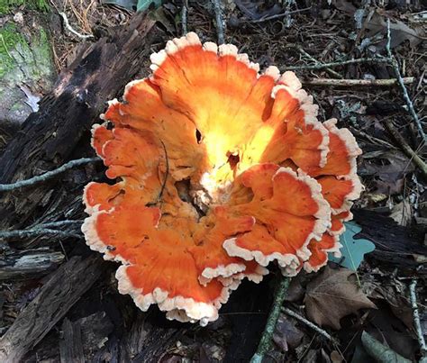 Enjoy Benefits Of Mushroom Hunting In Autumn Outdoors