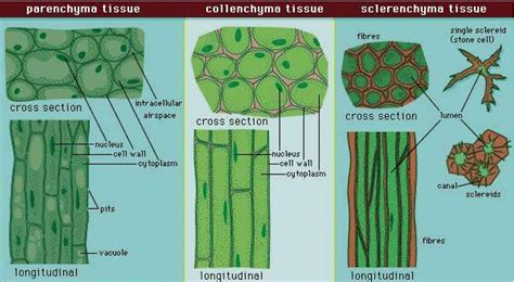 Difference Between Simple And Complex Tissue
