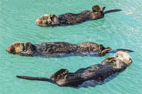 Three Sea Otters Floating In The Seward Small Boat Harbor Southcentral