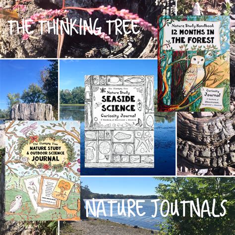 The Thinking Tree 12 Months In The Forest Seaside Science And Nature