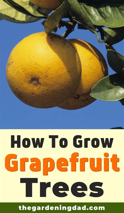 10 Easy Steps How To Grow Grapefruit In Pots The Gardening Dad