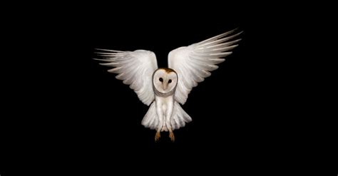 White Barn Owls Thrive When Hunting In Bright Moonlight The New York Times