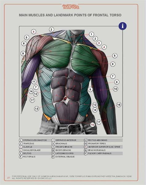 Anatomy For Sculptors Male Figure Drawing Figure Drawing Reference