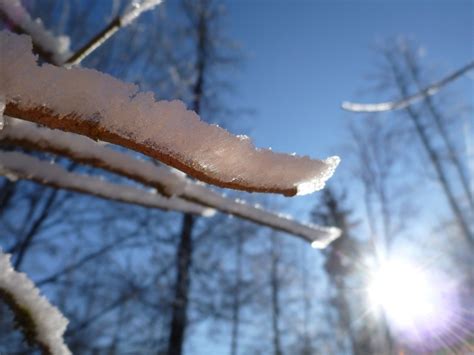 Free Images Tree Branch Snow Winter Sunlight Morning Leaf