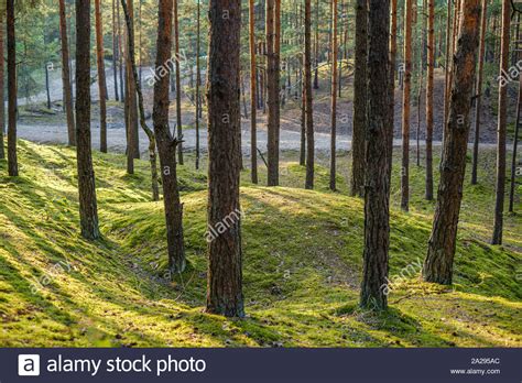 Large Isolated Tree Trunks In Green Forest With Blur Background