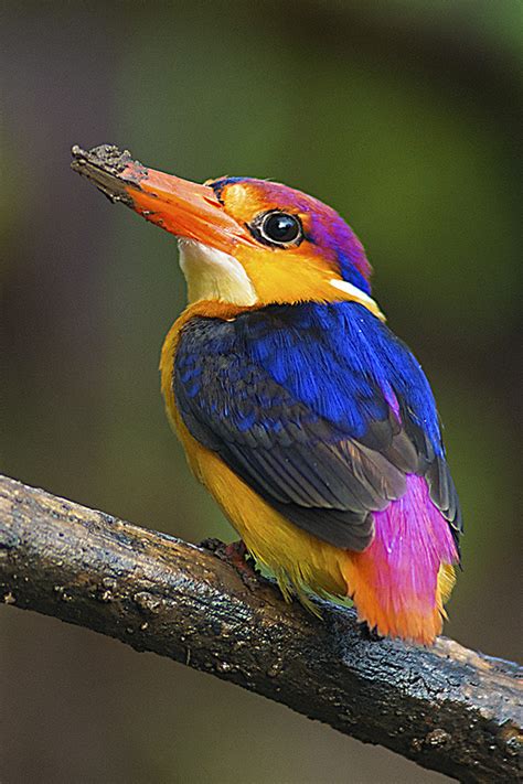 Oriental Dwarf Kingfisher The Most Colorful Of All Kingfis Flickr