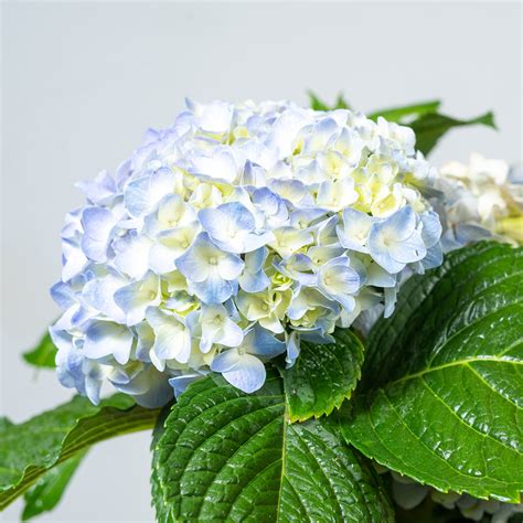 Nikko Blue Hydrangea For Sale Buy Hydrangeas Online Perfect Plants