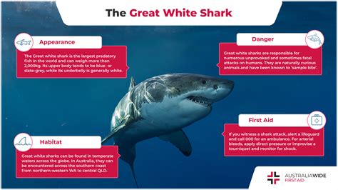Largest Great White Shark Attack