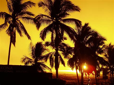 palm trees sunset tropical free image download