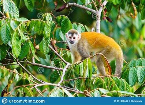 Common Squirrel Monkey Saimiri Sciureus In Tree Top Taken In Costa
