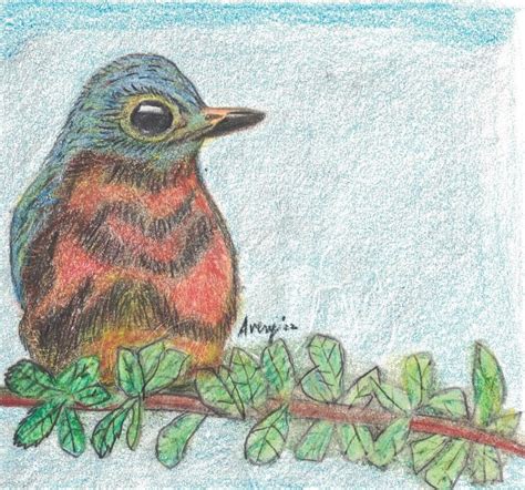Eastern Bluebird Color Pencil Drawing Etsy