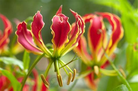 Flame Lily The National Flower Of Zimbabwe Como Cuidar De Plantas