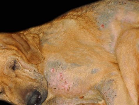 What Dog Mites Mange Look Like With Pictures And Veterinarian Advice