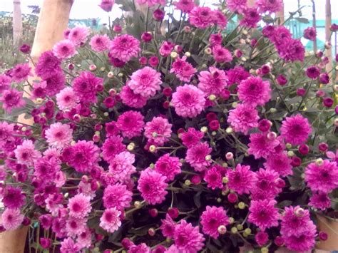 Koleksi Tanaman Hias Bunga Seruni Atau Krisant Chrysanthemum