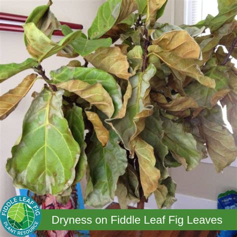 How To Treat Brown Spots On Fiddle Leaf Fig Leaves With Photos