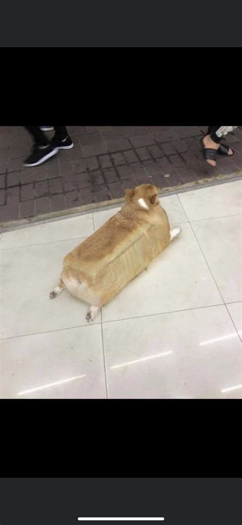 A Wild Loaf Of Doggo Rlwiay