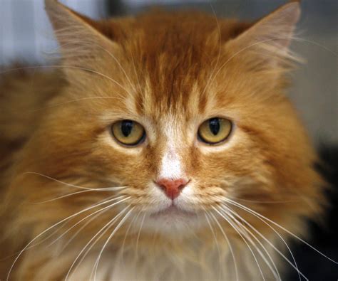 Portland's paws is a fully insured, licensed, bonded pet service company servicing portland, south portland, cape elizabeth, cumberland, yarmouth, falmouth, westbrook and scarborough maine. Shelter Dogs of Portland: MCAS Cats for adoption!