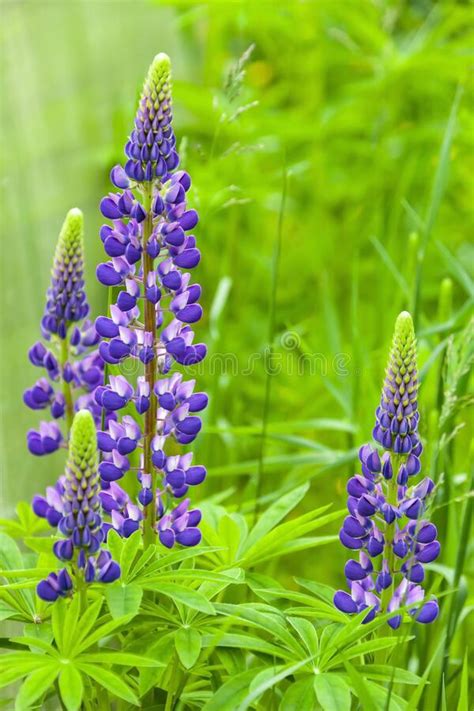 Wild Lupine Flowers In A Meadow Among The Grass Stock Photo Image Of