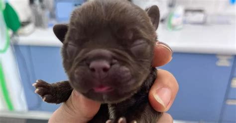Newborn Puppies Found Dumped In Woods With Umbilical Cords Still