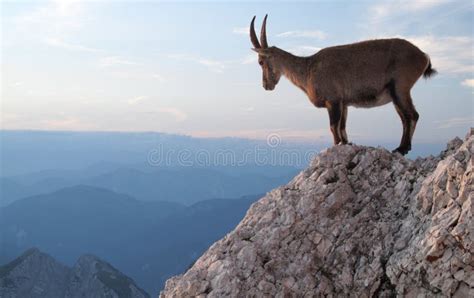 Mountain Goat Alpine Ibex Stock Image Image Of Ibex Fauna 20417389
