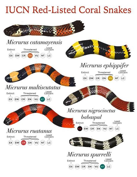 Please Stop Using The Rhyme For Coral Snakes These Pictures Are Why