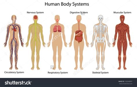 Body Clipart Organ Body Organ Transparent Free For Download On