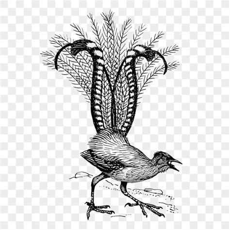 Lyrebird Drawing